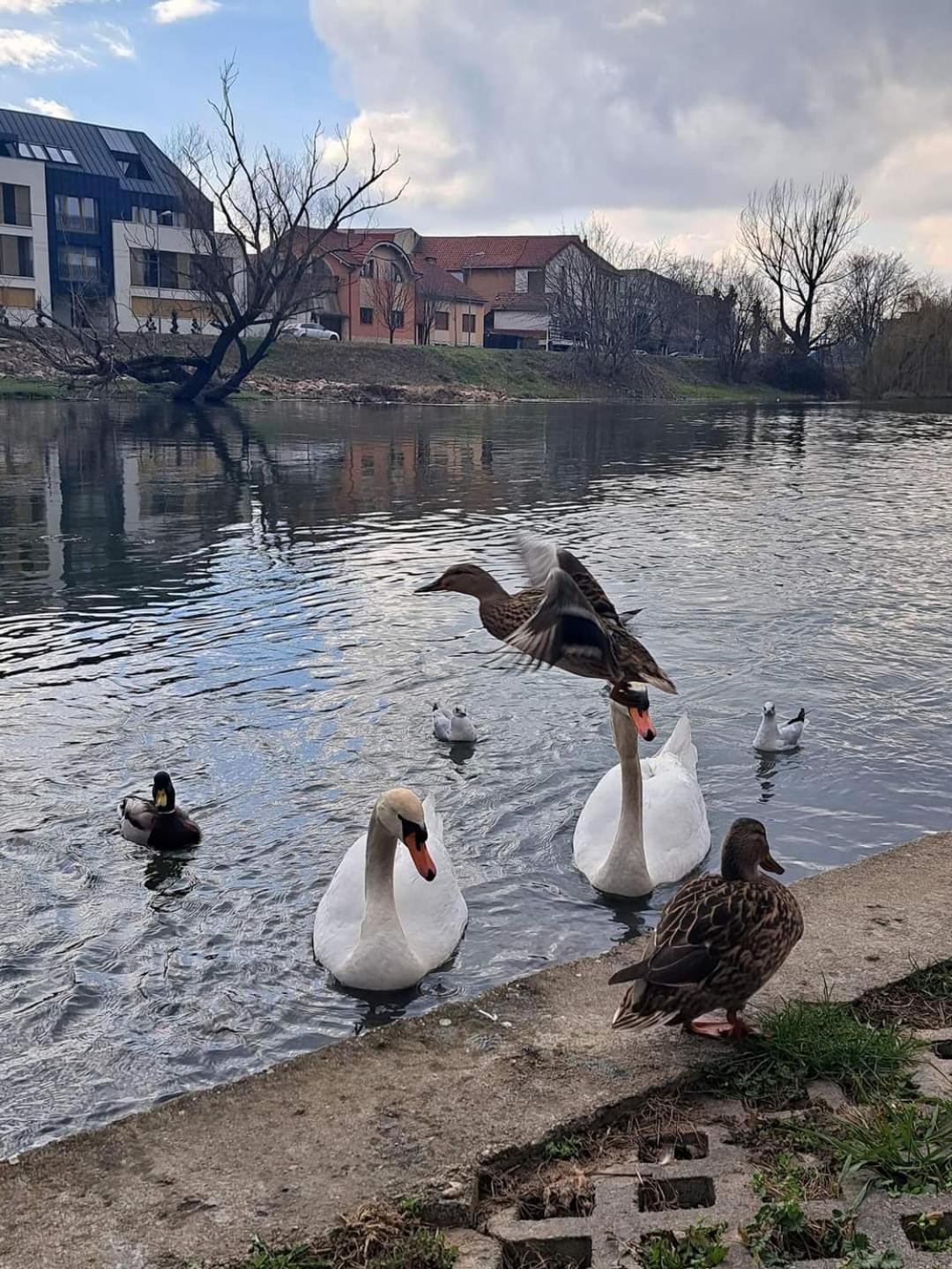 Alia Appartement Oradea Buitenkant foto